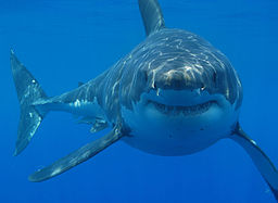 By Hermanus Backpackers (Great White Shark Cage Diving)  via Wikimedia Commons